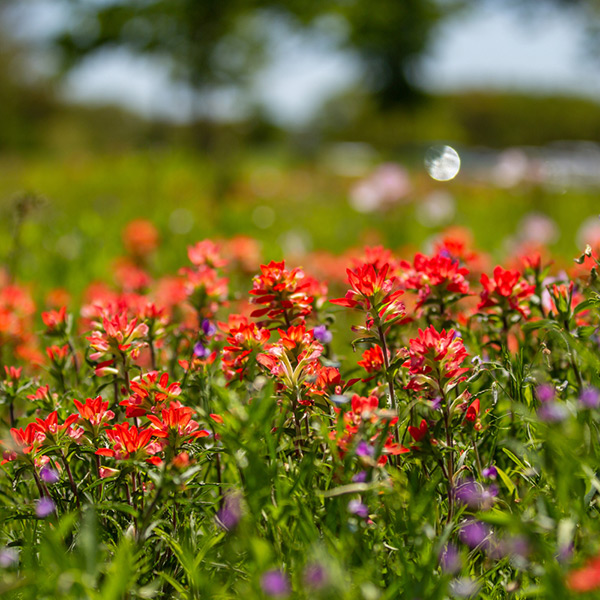 Spring Break. Flowers on campus.